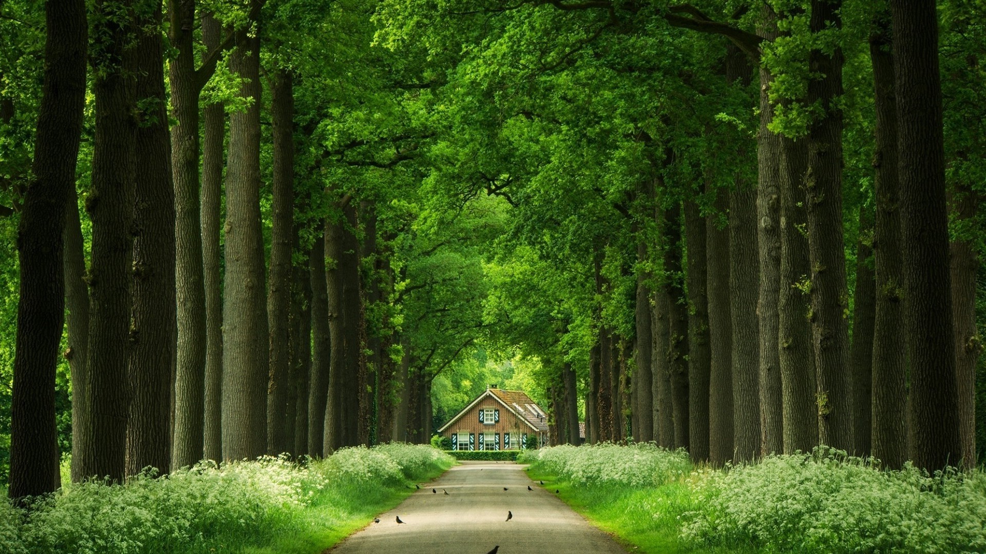 nature, Trees, Leaves, Branch, Forest, Wood, House, Birds, Road, Grass, Plants Wallpaper
