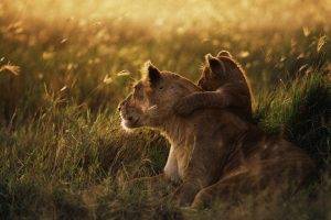 lion, Baby Animals, Animals, Grass, Love, Sunset, Photography, Depth Of Field