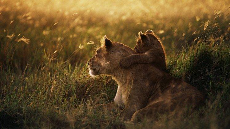 lion, Baby Animals, Animals, Grass, Love, Sunset, Photography, Depth Of Field HD Wallpaper Desktop Background