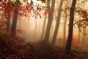 nature, Landscape, Mist, Forest, Fall, Path, Sunrise, Morning, Trees, Leaves, Sunlight, Hill, Shrubs