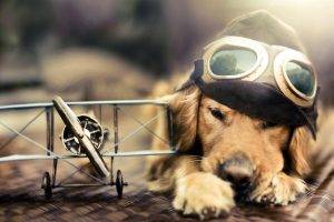dog, Airplane, Miniatures, Pilot, Golden Retrievers, Animals, Goggles, Sunlight