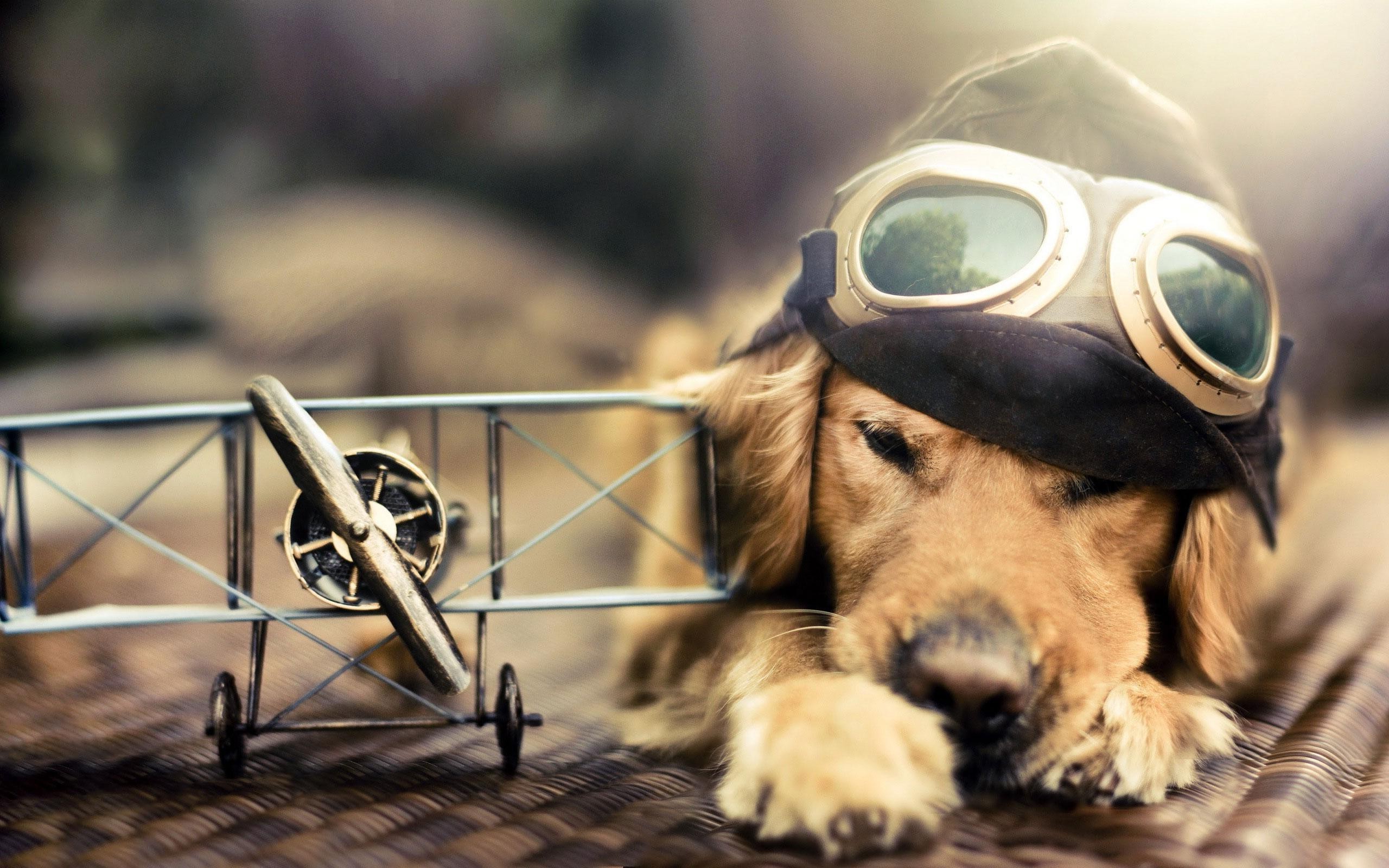 dog, Airplane, Miniatures, Pilot, Golden Retrievers, Animals, Goggles, Sunlight Wallpaper