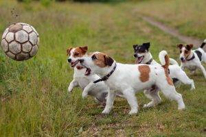 dog, Soccer Ball, Animals, Jack Russell Terrier