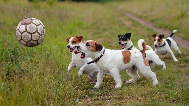 dog, Soccer Ball, Animals, Jack Russell Terrier HD Wallpaper Desktop Background
