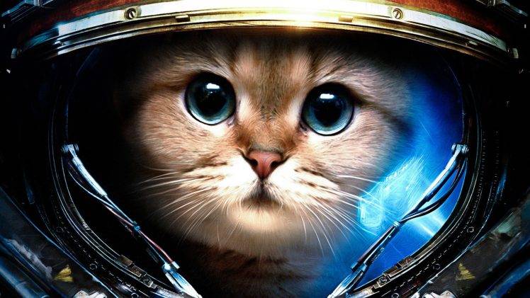 StarCraft, James Raynor, Astronaut, Space, Cat, Starcraft II, Humor HD Wallpaper Desktop Background