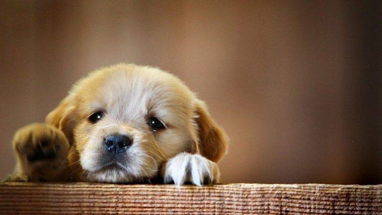 Cute Puppy IPhone Wallpaper HD  IPhone Wallpapers  iPhone Wallpapers