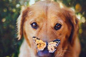 animals, Dog, Closeup, Butterfly