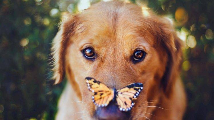 animals, Dog, Closeup, Butterfly HD Wallpaper Desktop Background