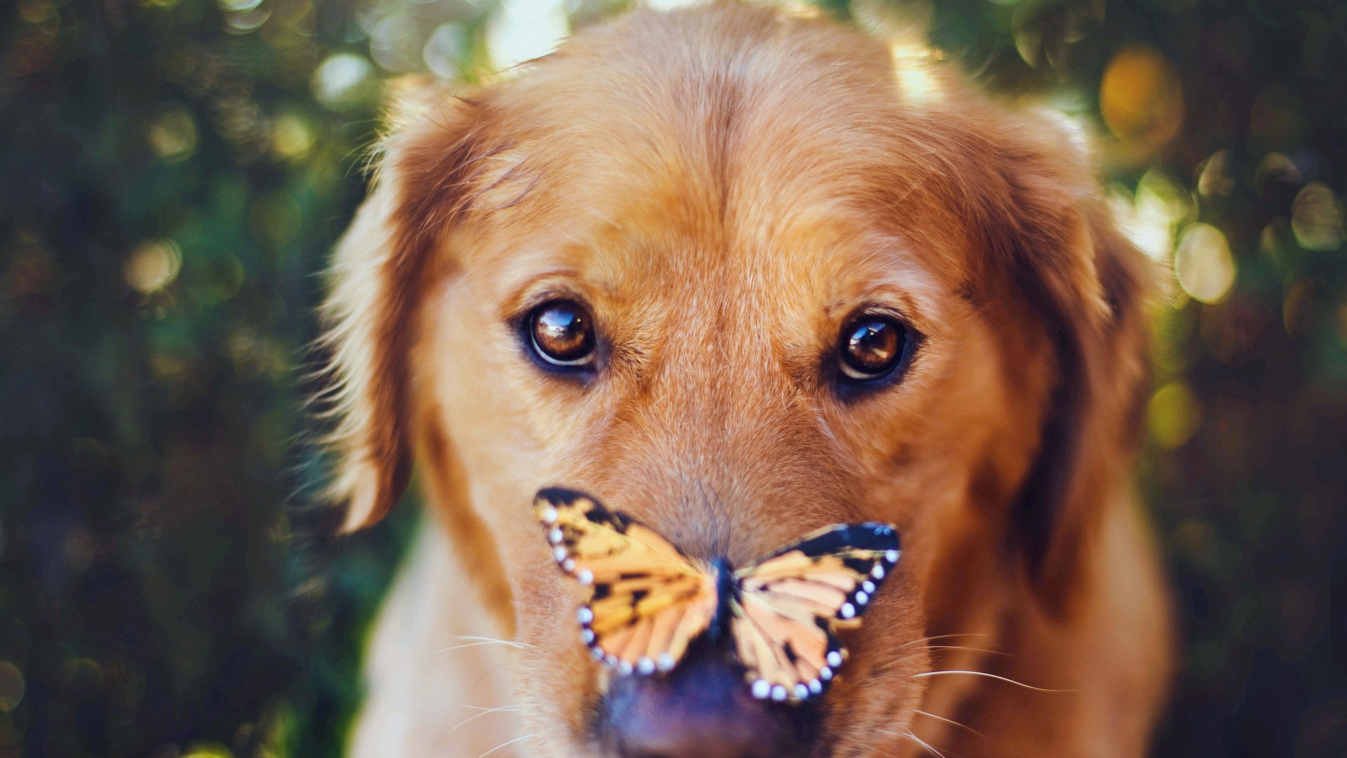 animals, Dog, Closeup, Butterfly Wallpaper