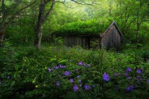 nature, Landscape, Forest, Spring, Norway, Wildflowers, Hut, Abandoned, Trees, Green, Purple, Yellow, Shrubs