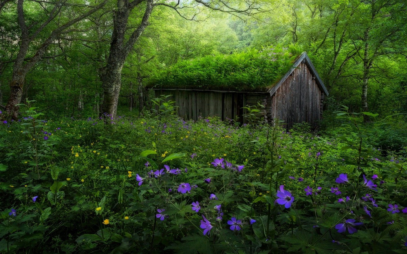 nature, Landscape, Forest, Spring, Norway, Wildflowers, Hut, Abandoned, Trees, Green, Purple, Yellow, Shrubs Wallpaper