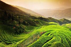 nature, Landscape, Rice Paddy, China, Mountain, Mist, Sunrise, Trees, Field, Green, Terraces