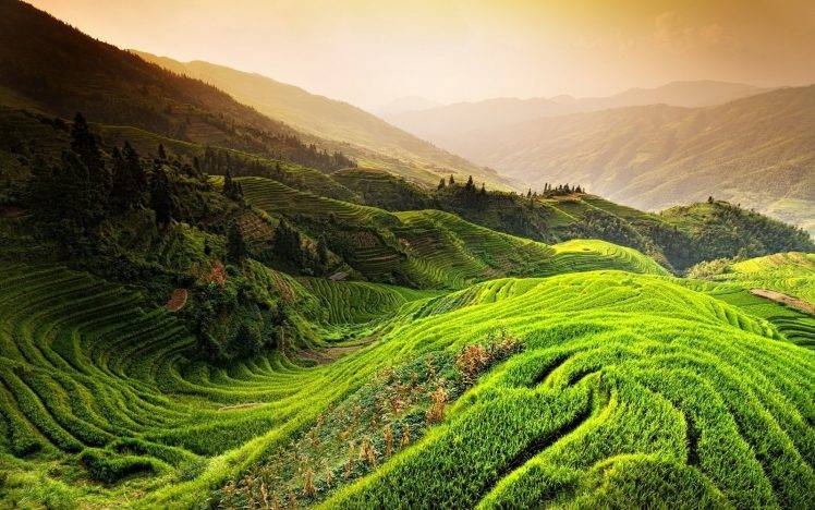 nature, Landscape, Rice Paddy, China, Mountain, Mist, Sunrise, Trees, Field, Green, Terraces HD Wallpaper Desktop Background