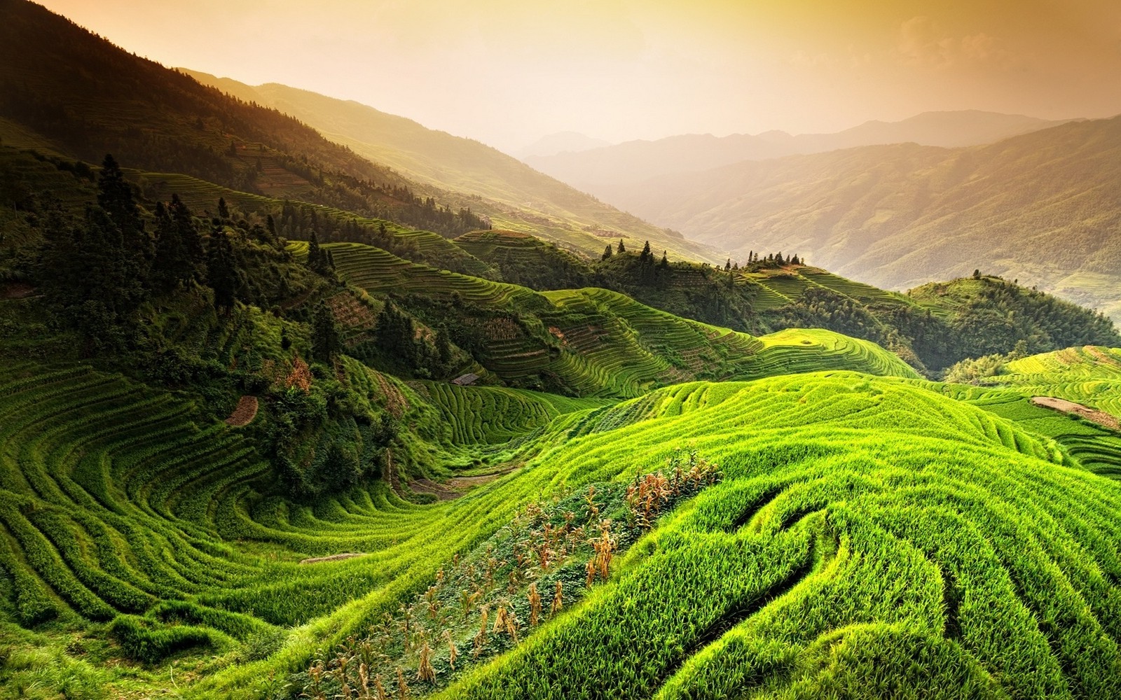 nature, Landscape, Rice Paddy, China, Mountain, Mist, Sunrise, Trees, Field, Green, Terraces Wallpaper