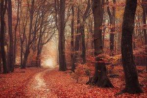 landscape, Nature, Forest, Fall, Leaves, Path, Mist, Trees, Atmosphere