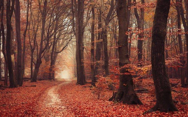 landscape, Nature, Forest, Fall, Leaves, Path, Mist, Trees, Atmosphere HD Wallpaper Desktop Background