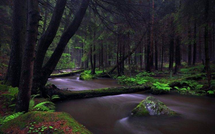 landscape, Nature, Forest, Creeks, Ferns, Moss, Germany, Trees HD Wallpaper Desktop Background