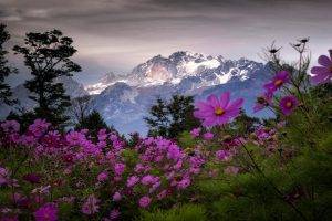 landscape, Nature, Spring, Mountain, Wildflowers, Trees, Snowy Peak, Shrubs, Clouds, China