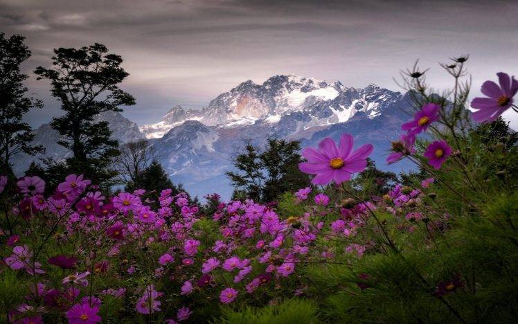landscape, Nature, Spring, Mountain, Wildflowers, Trees, Snowy Peak, Shrubs, Clouds, China HD Wallpaper Desktop Background