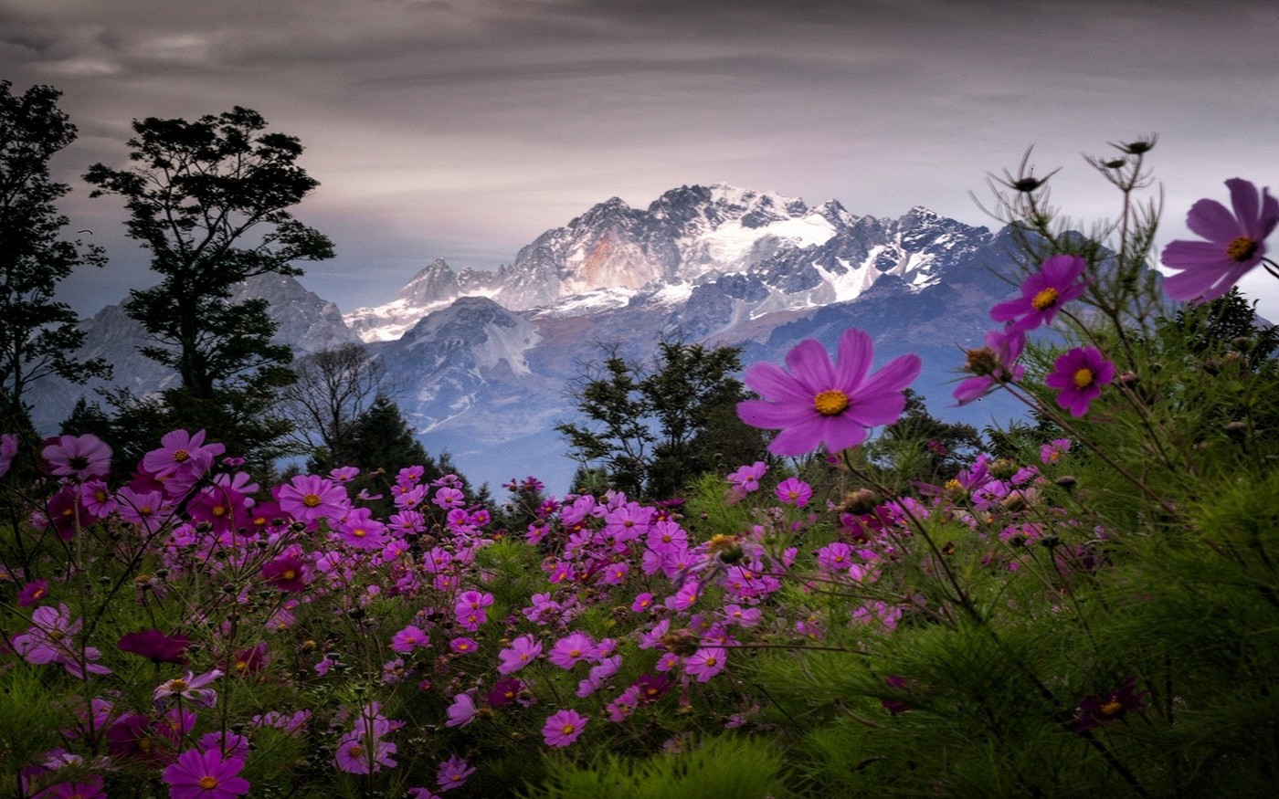 landscape, Nature, Spring, Mountain, Wildflowers, Trees, Snowy Peak, Shrubs, Clouds, China Wallpaper
