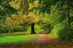 nature, Landscape, Leaves, Park, Trees, Path, Fall, Shrubs, Grass