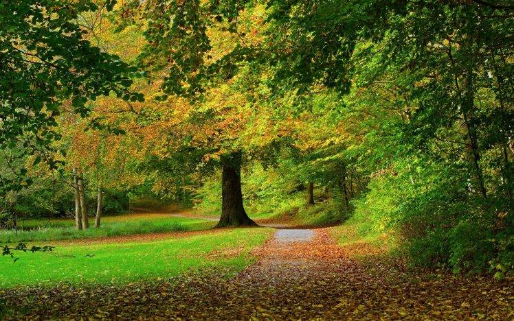 nature, Landscape, Leaves, Park, Trees, Path, Fall, Shrubs, Grass HD Wallpaper Desktop Background