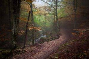 landscape, Nature, Forest, Path, Fall, Mist, Trees, River, Atmosphere, Sunrise