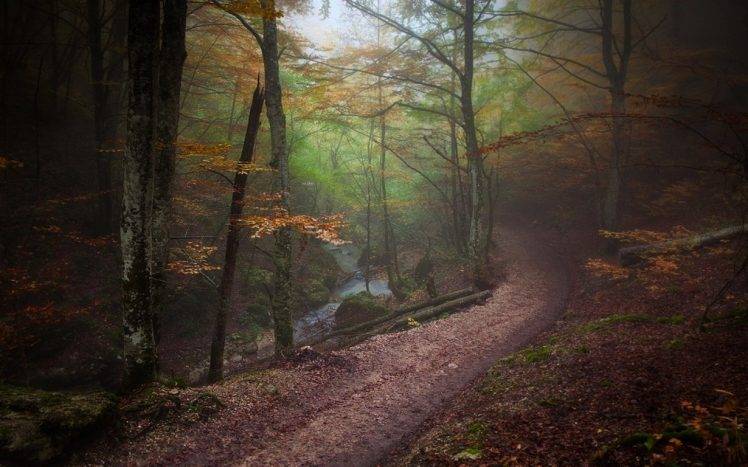 landscape, Nature, Forest, Path, Fall, Mist, Trees, River, Atmosphere, Sunrise HD Wallpaper Desktop Background