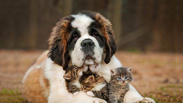 dog, Cat, Animals, Nature, Kittens, Baby Animals, Grass, Depth Of Field HD Wallpaper Desktop Background