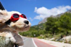 dog, Animals, Face, Wind, Glasses, Car, Road, Sky, Clouds, Depth Of Field, Goggles