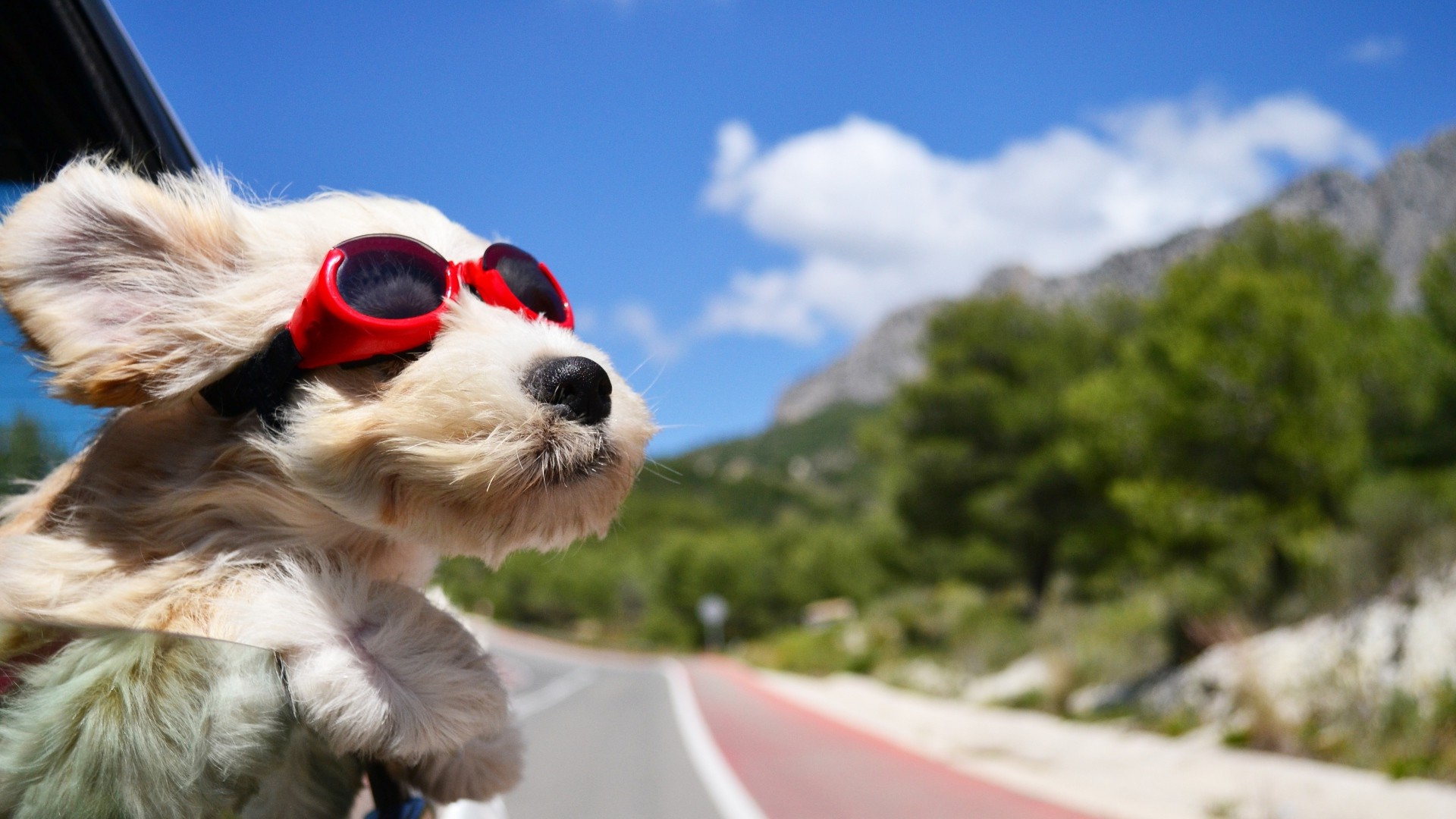 dog, Animals, Face, Wind, Glasses, Car, Road, Sky, Clouds, Depth Of Field, Goggles Wallpaper