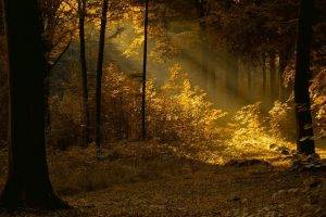 nature, Landscape, Forest, Mist, Sun Rays, Trees, Fall, Leaves, Shrubs, Sunlight, Morning