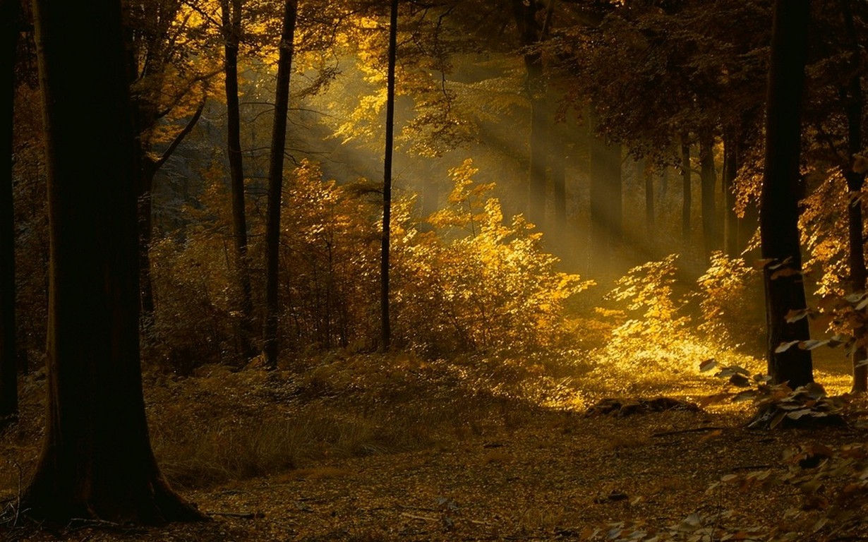 Nature Landscape Forest Mist Sun Rays Trees Fall Leaves Shrubs