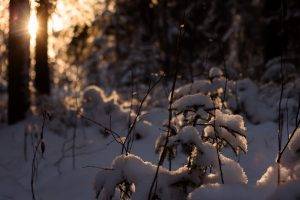 sunlight, Nature, Snow, Winter, Bokeh, Lens Flare