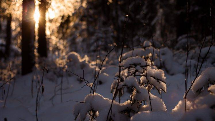 sunlight, Nature, Snow, Winter, Bokeh, Lens Flare HD Wallpaper Desktop Background
