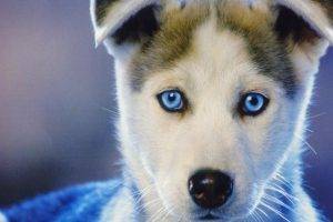 dog, Siberian Husky, Puppies, Animals, Baby Animals, Face, Closeup, Blue Eyes, Nature, Muzzles
