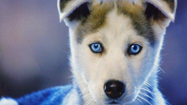 dog, Siberian Husky, Puppies, Animals, Baby Animals, Face, Closeup, Blue Eyes, Nature, Muzzles HD Wallpaper Desktop Background