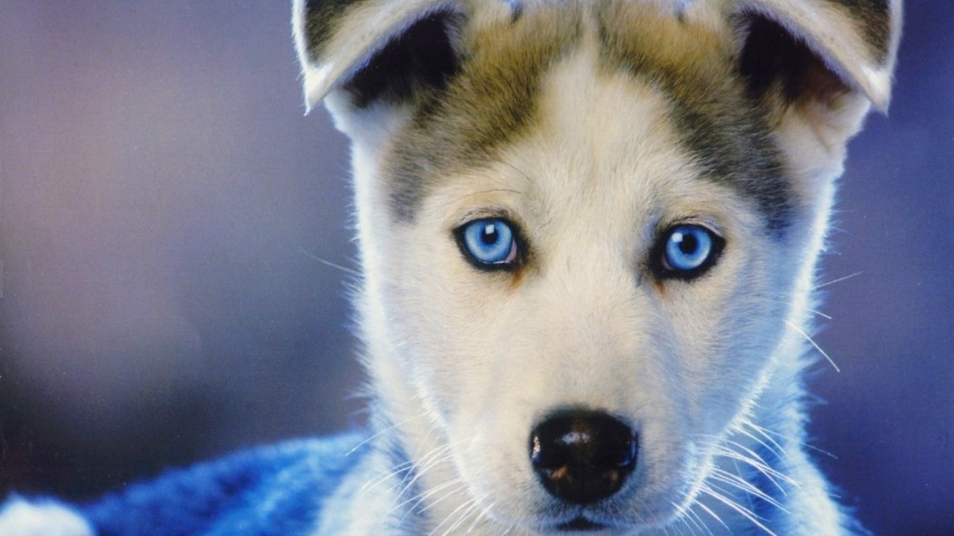 dog, Siberian Husky, Puppies, Animals, Baby Animals, Face, Closeup, Blue Eyes, Nature, Muzzles Wallpaper