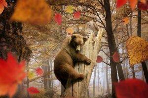 nature, Landscape, Trees, Leaves, Fall, Animals, Bears, Birds, Owl, Branch, Mist, Dead Trees, Photo Manipulation, Climbing