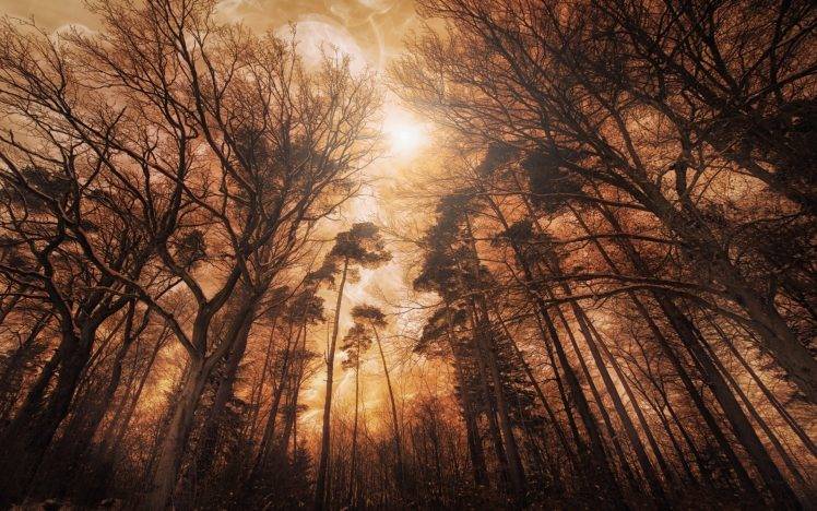 nature, Forest, Mist, Trees, Shrubs, Landscape HD Wallpaper Desktop Background