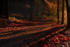 shadow, Forest, Sunrise, Path, Leaves, Fall, Trees, Nature, Landscape