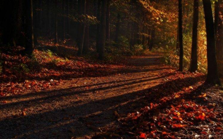 shadow, Forest, Sunrise, Path, Leaves, Fall, Trees, Nature, Landscape HD Wallpaper Desktop Background