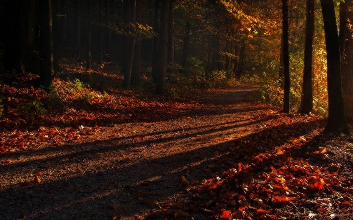 shadow, Forest, Sunrise, Path, Leaves, Fall, Trees, Nature, Landscape Wallpaper