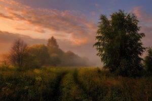 nature, Landscape, Mist, Morning, Sunrise, Clouds, Trees, Shrubs, Path, Grass