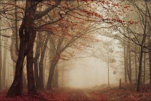 nature, Landscape, Road, Leaves, Mist, Fall, Trees, Path, Forest, Morning, Sunrise, Red