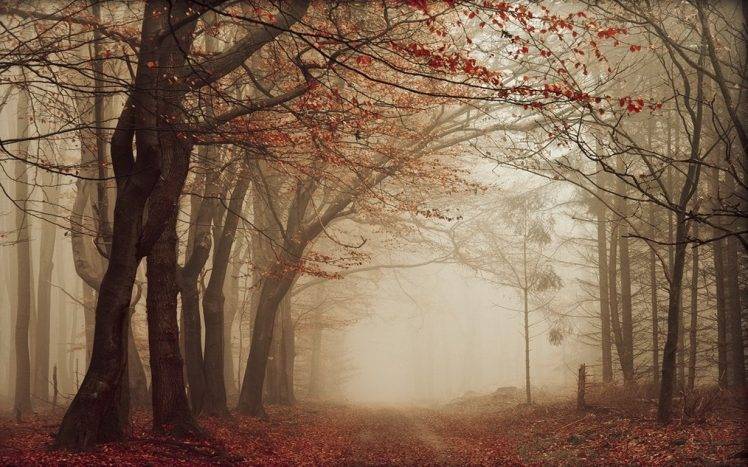 nature, Landscape, Road, Leaves, Mist, Fall, Trees, Path, Forest, Morning, Sunrise, Red HD Wallpaper Desktop Background
