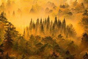 nature, Landscape, Mist, Forest, Sunrise, Trees, Fall, Mountain, Yellow, Green
