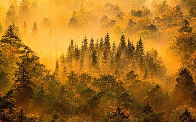 nature, Landscape, Mist, Forest, Sunrise, Trees, Fall, Mountain, Yellow, Green HD Wallpaper Desktop Background