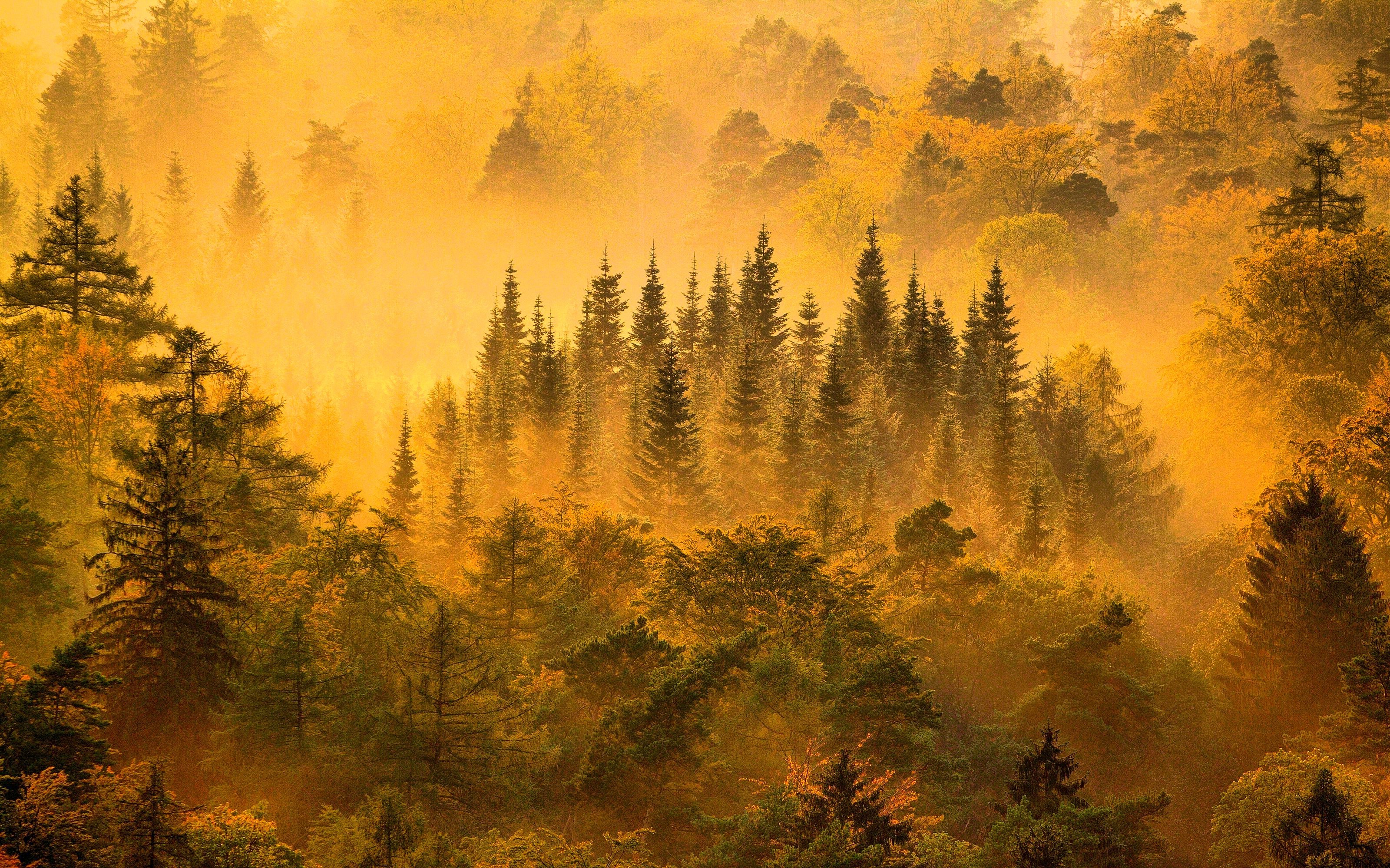 nature, Landscape, Mist, Forest, Sunrise, Trees, Fall, Mountain, Yellow, Green Wallpaper