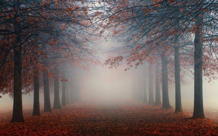 nature, Landscape, Mist, Trees, Leaves, Fall, Sunrise, Morning HD Wallpaper Desktop Background